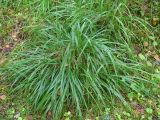 Calamagrostis arundinacea. Нижняя часть растения. Свердловская обл., окр. г. Североуральск, сосновый лес. 08.08.2017.