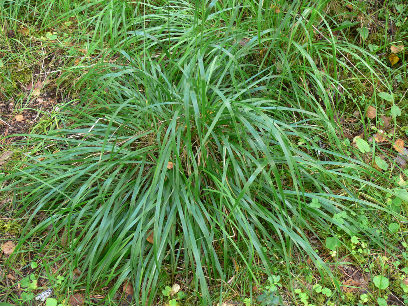 Изображение особи Calamagrostis arundinacea.