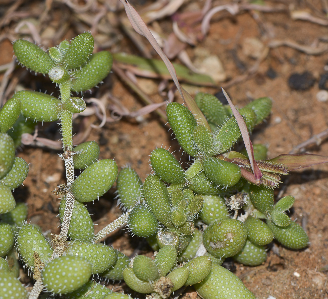 Изображение особи Delosperma echinatum.