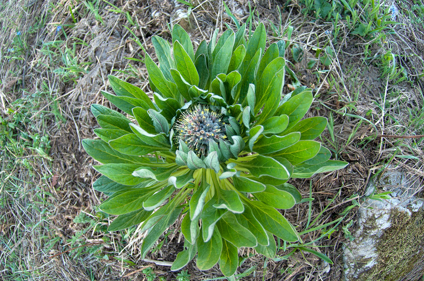 Изображение особи Solenanthus biebersteinii.