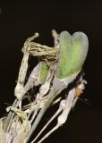 Tulbaghia violacea