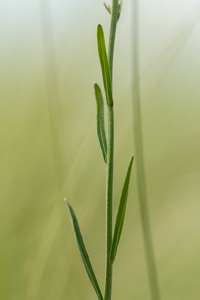 Image of Syrenia siliculosa specimen.