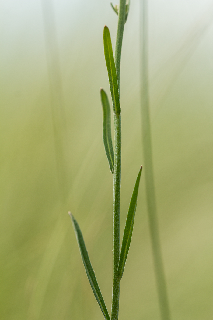 Изображение особи Syrenia siliculosa.