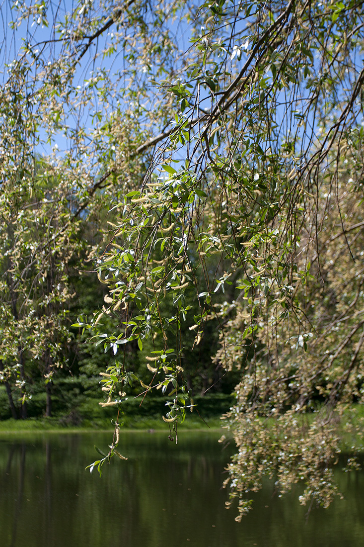 Image of Salix alba specimen.