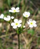 Androsace lactiflora. Соцветие. Окр. Томска, остепнённый склон по опушке соснового леса. 13.05.2008.