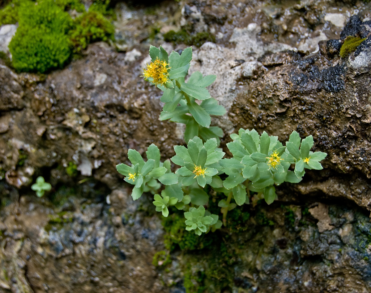 Изображение особи Rhodiola iremelica.