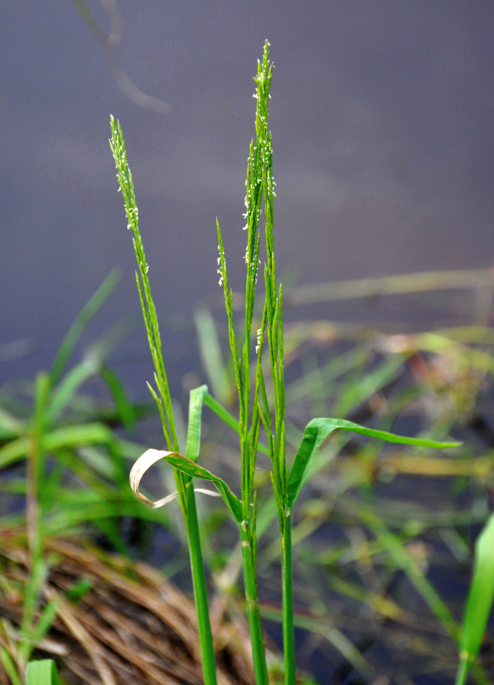 Image of Glyceria fluitans specimen.