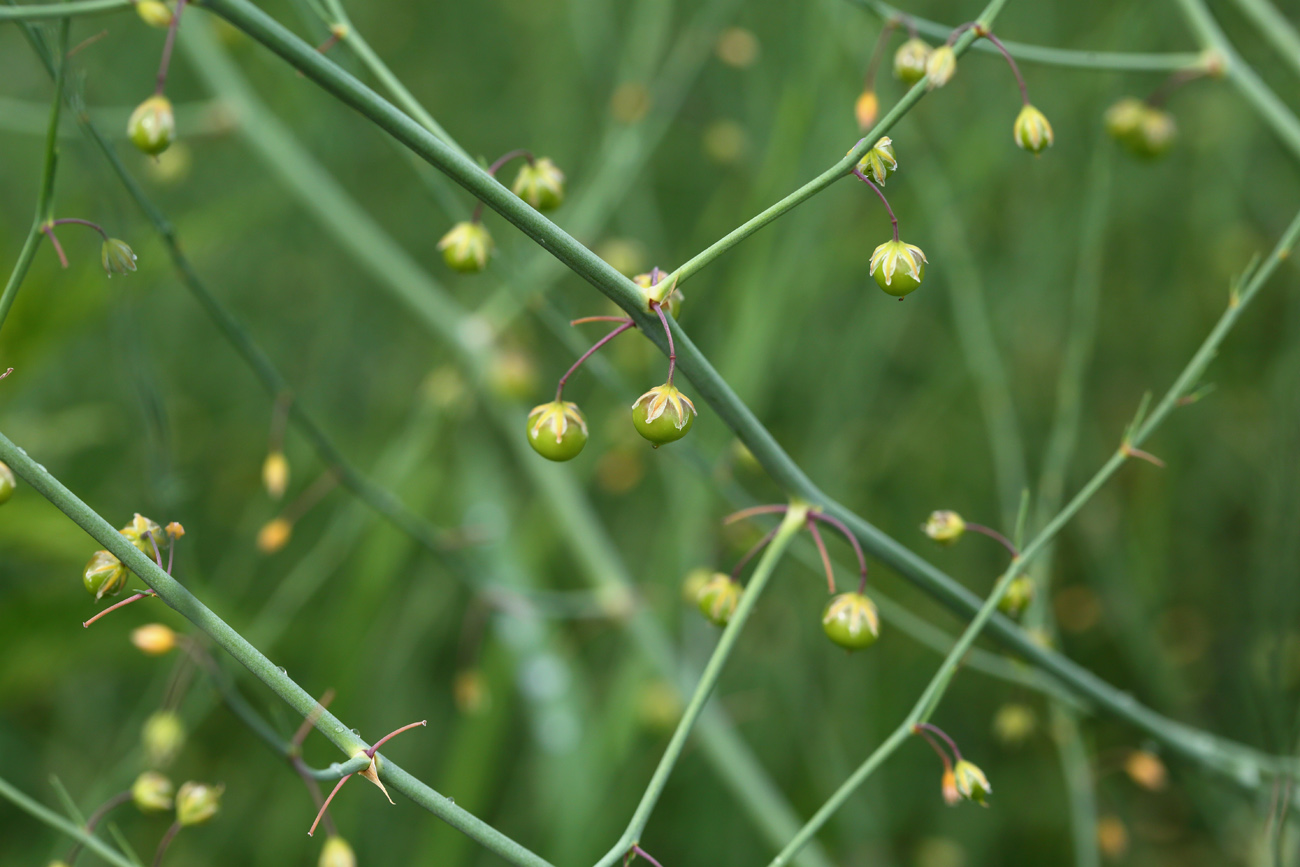 Image of Asparagus officinalis specimen.