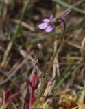 Pinguicula villosa