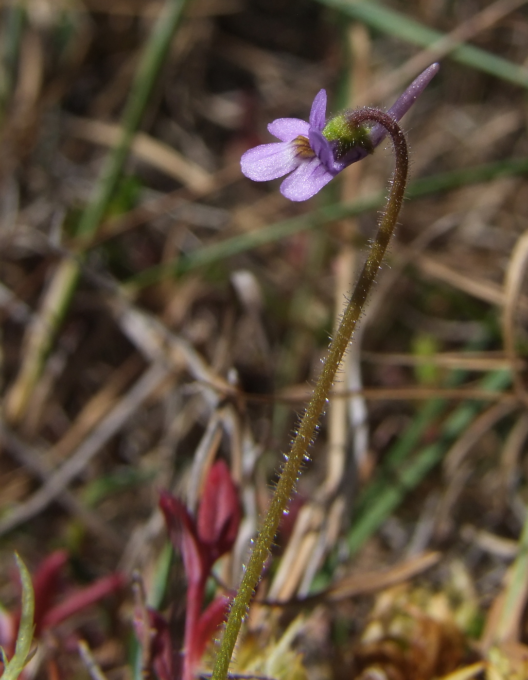 Image of Pinguicula villosa specimen.