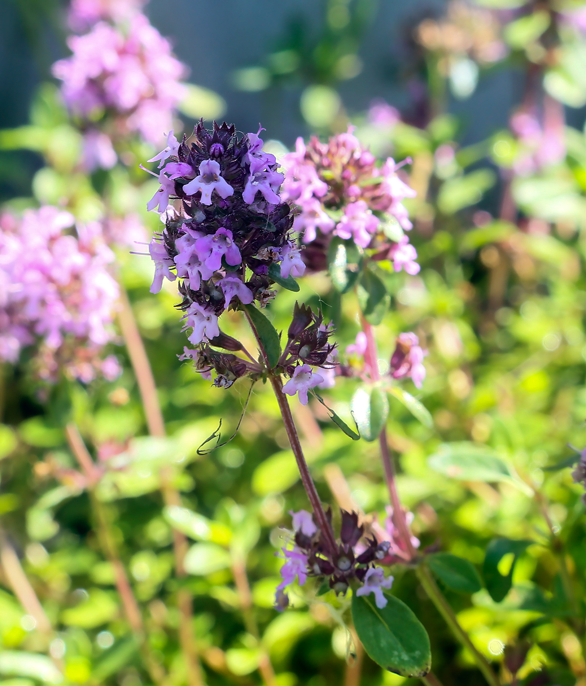 Изображение особи Thymus pulegioides.