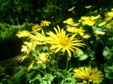 Doronicum macrophyllum