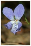 Viola rupestris. Цветок. Республика Татарстан, Волжско-Камский заповедник. 09.05.2010.