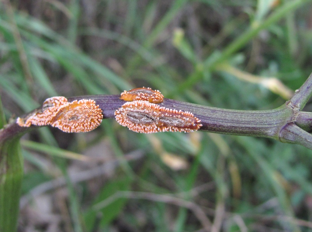 Image of Thalictrum minus specimen.