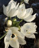 Ornithogalum arabicum