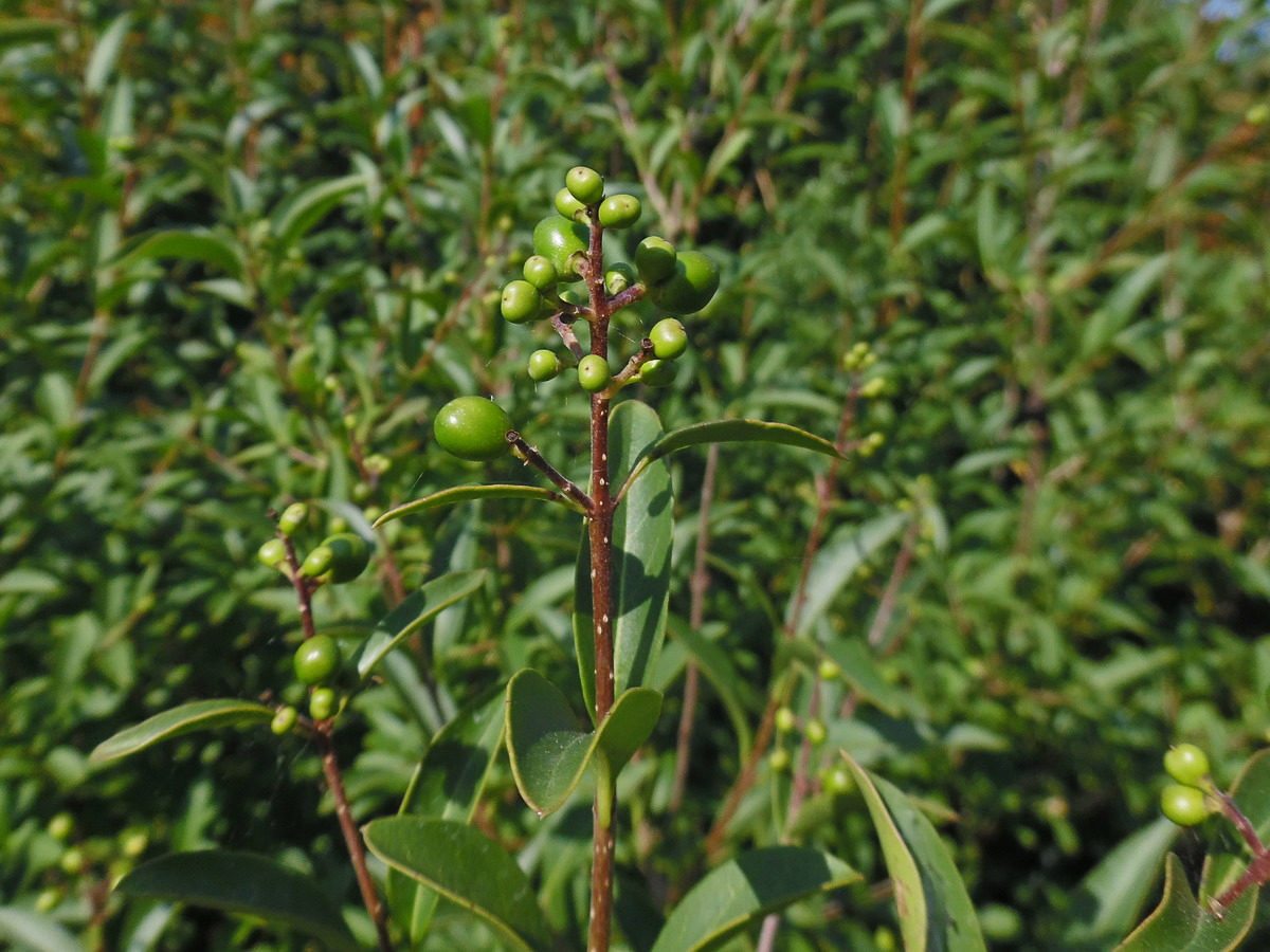 Изображение особи Ligustrum vulgare.