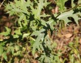 genus Cirsium. Лист. Грузия, Боржоми-Харагаульский национальный парк, маршрут №10, ≈ 1300 м н.у.м, луг в смешанном лесу. 08.10.2018.