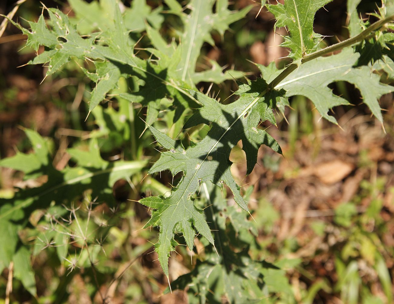 Изображение особи род Cirsium.