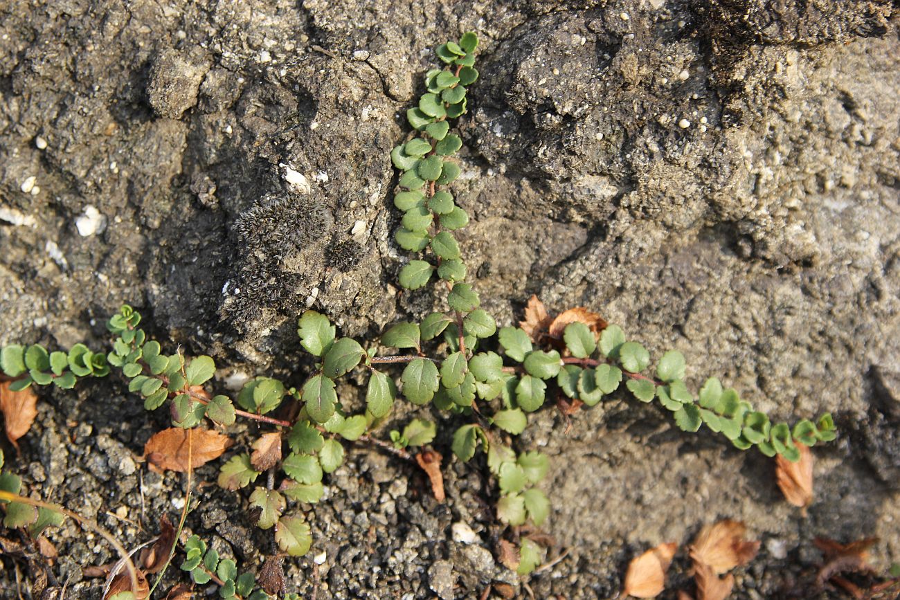 Image of Veronica liwanensis specimen.