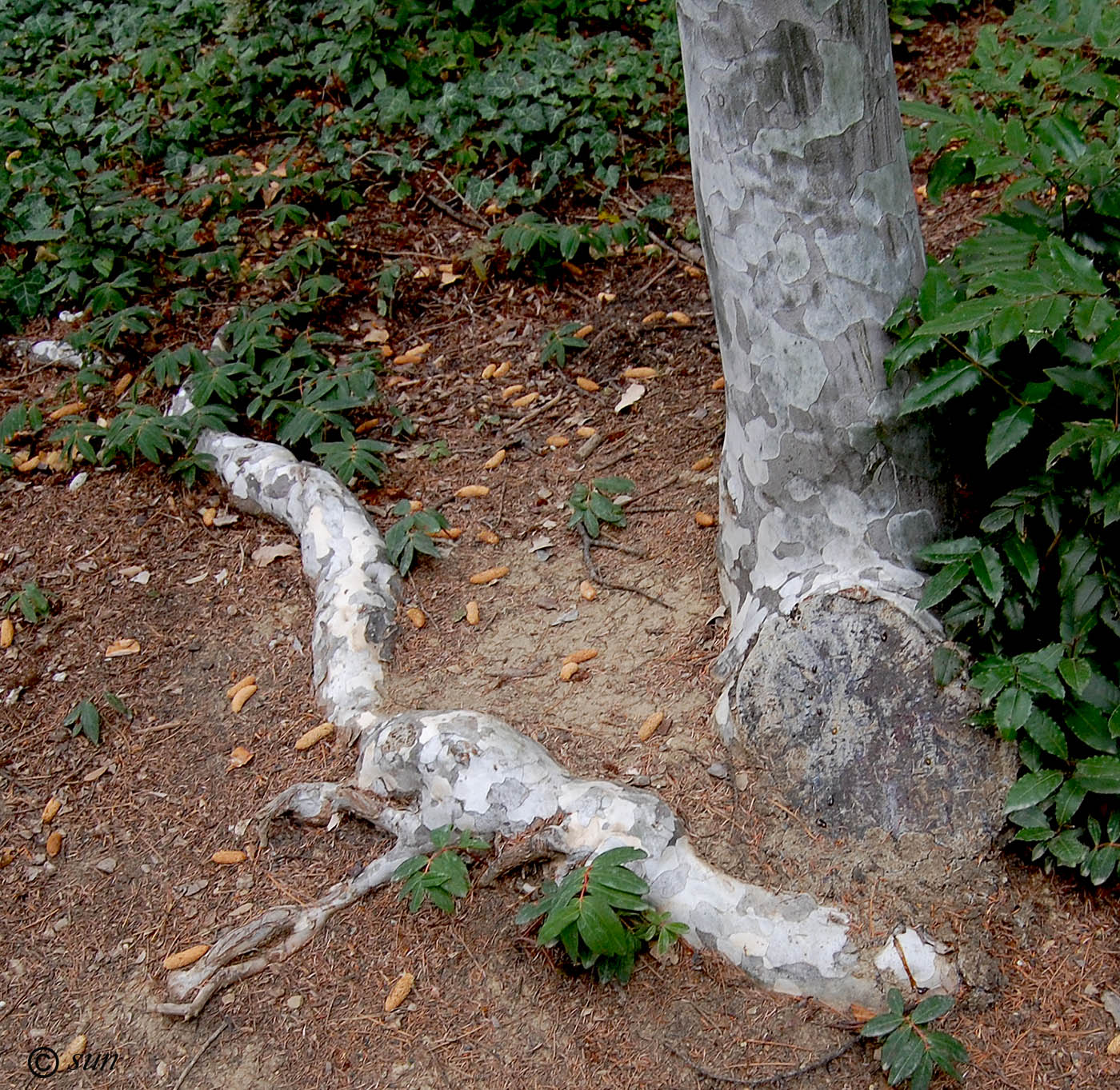 Image of Pinus bungeana specimen.
