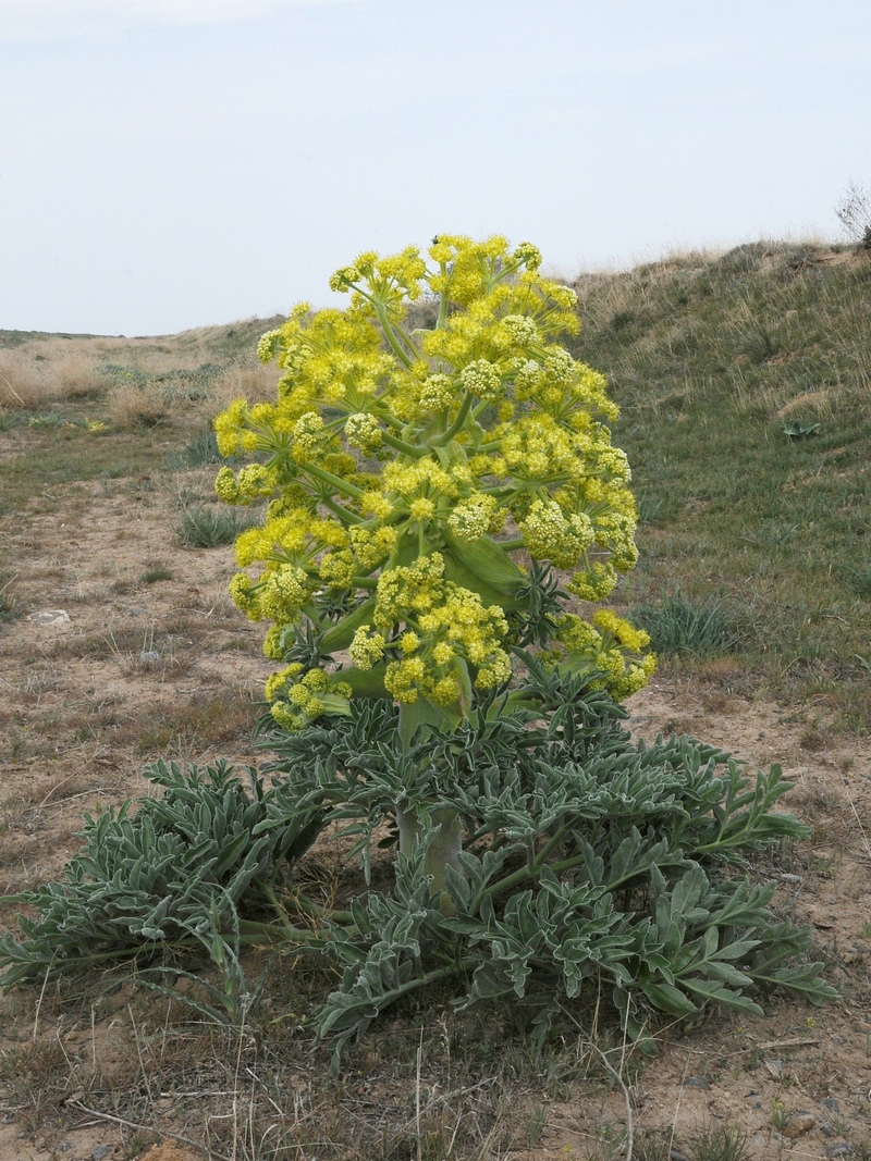 Изображение особи Ferula foetida.