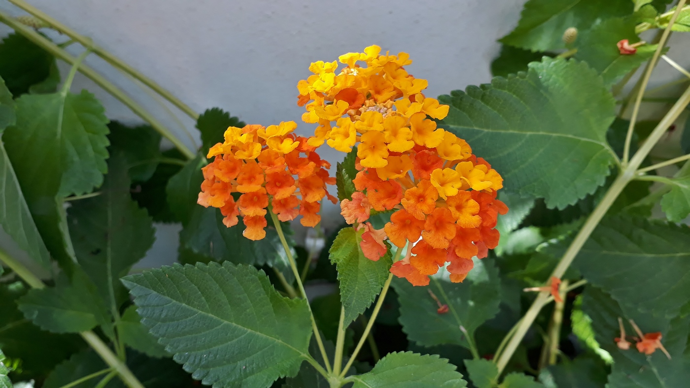 Изображение особи Lantana camara.