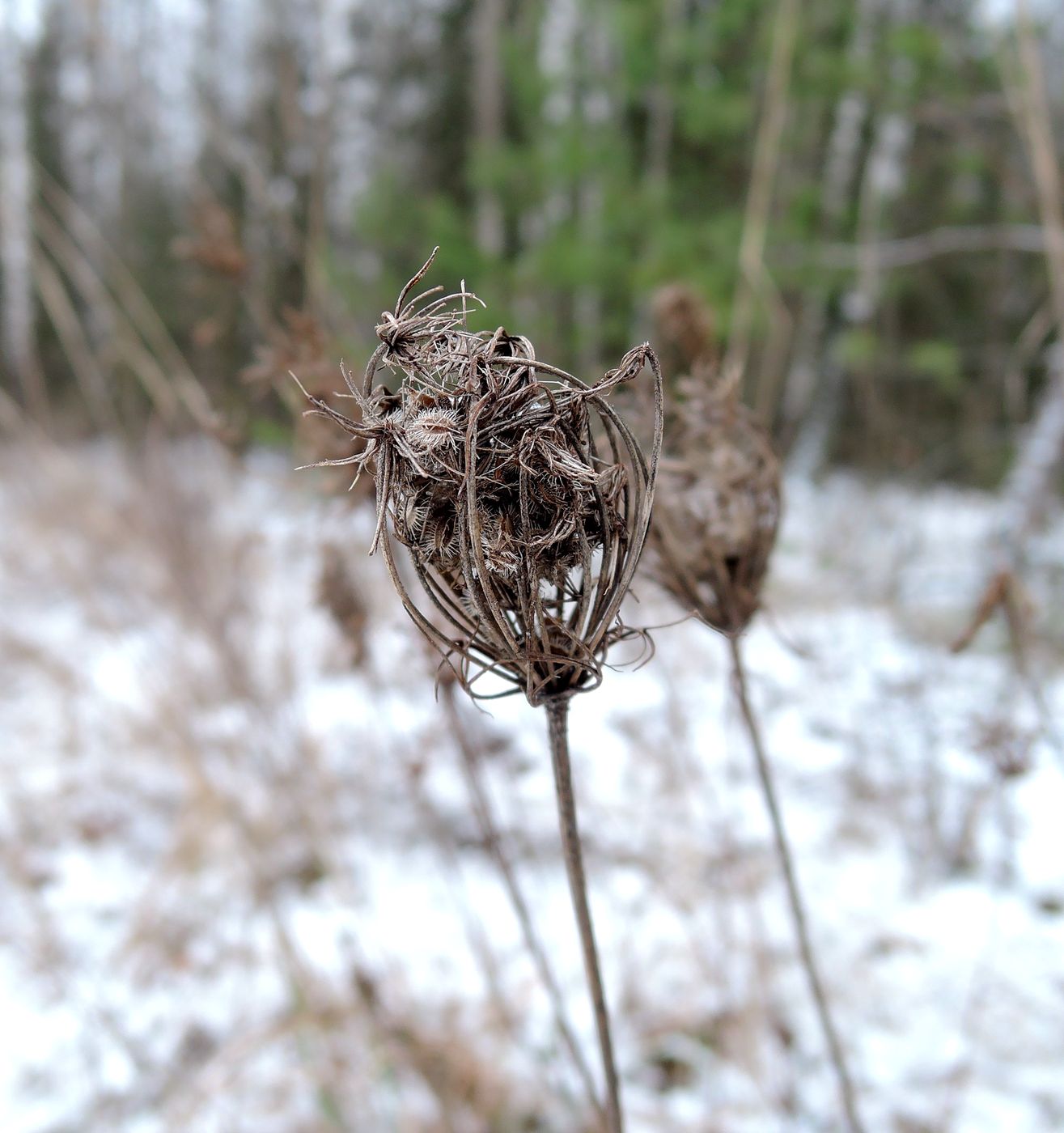 Image of Daucus carota specimen.