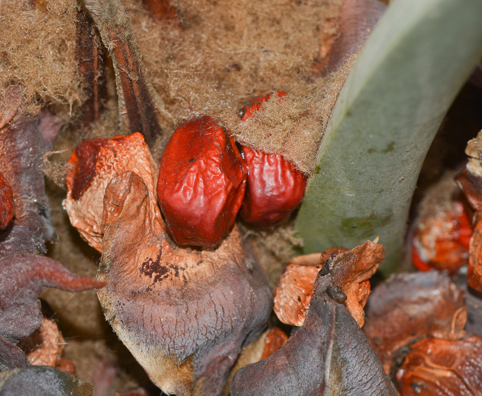 Image of Macrozamia riedlei specimen.