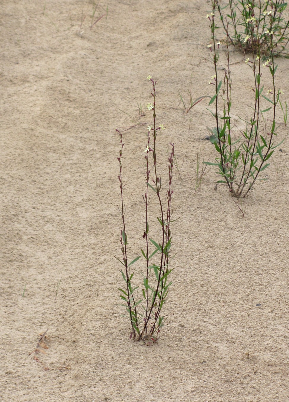 Image of Silene tatarica specimen.