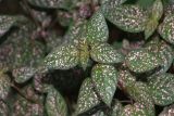 Hypoestes phyllostachya