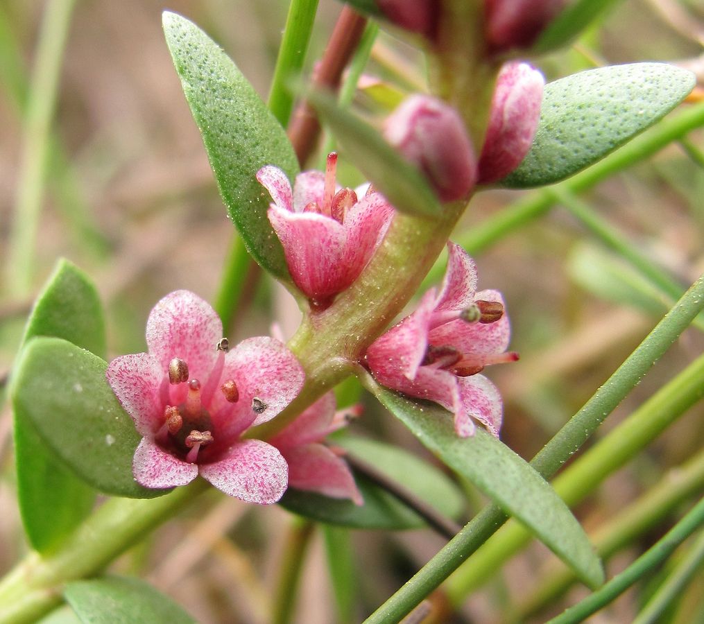 Image of Glaux maritima specimen.