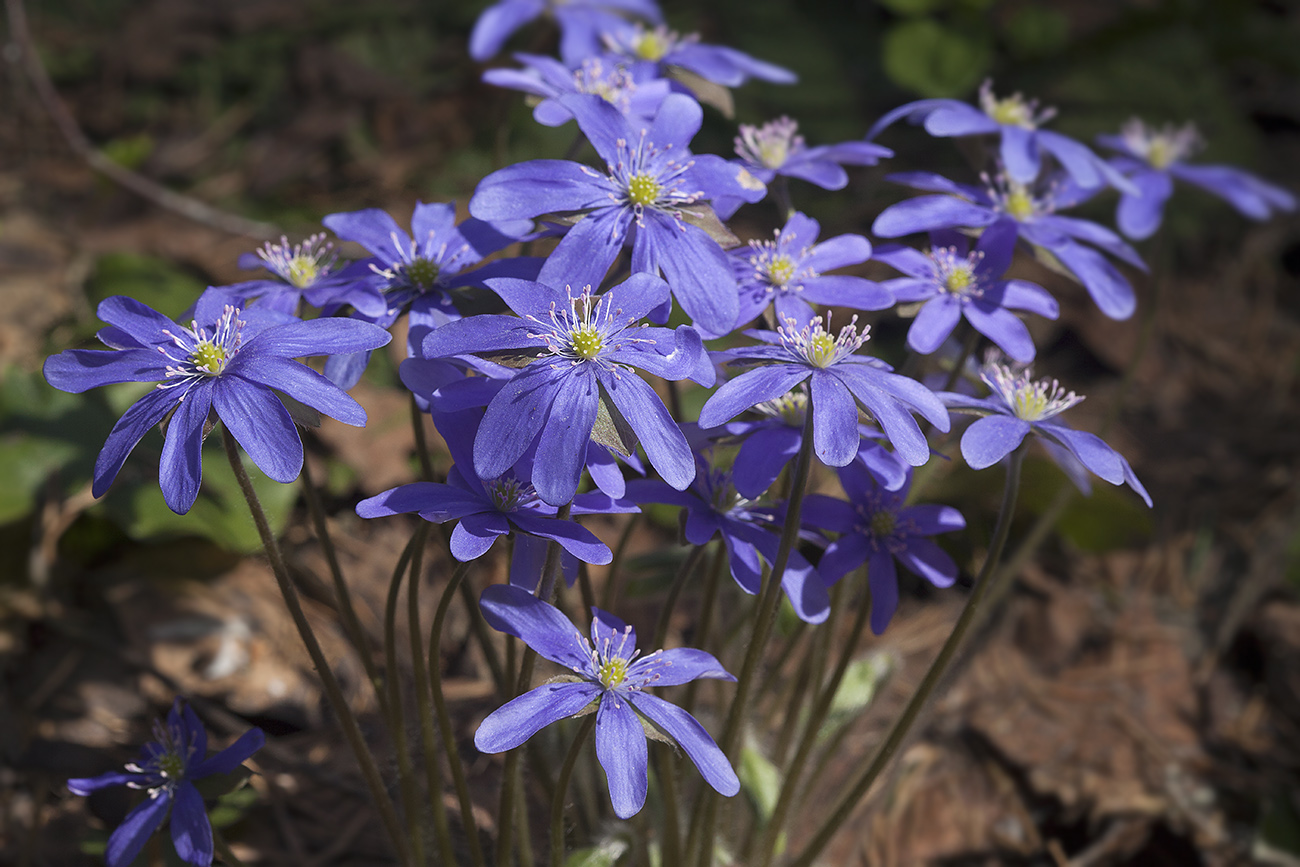 Image of Hepatica nobilis specimen.