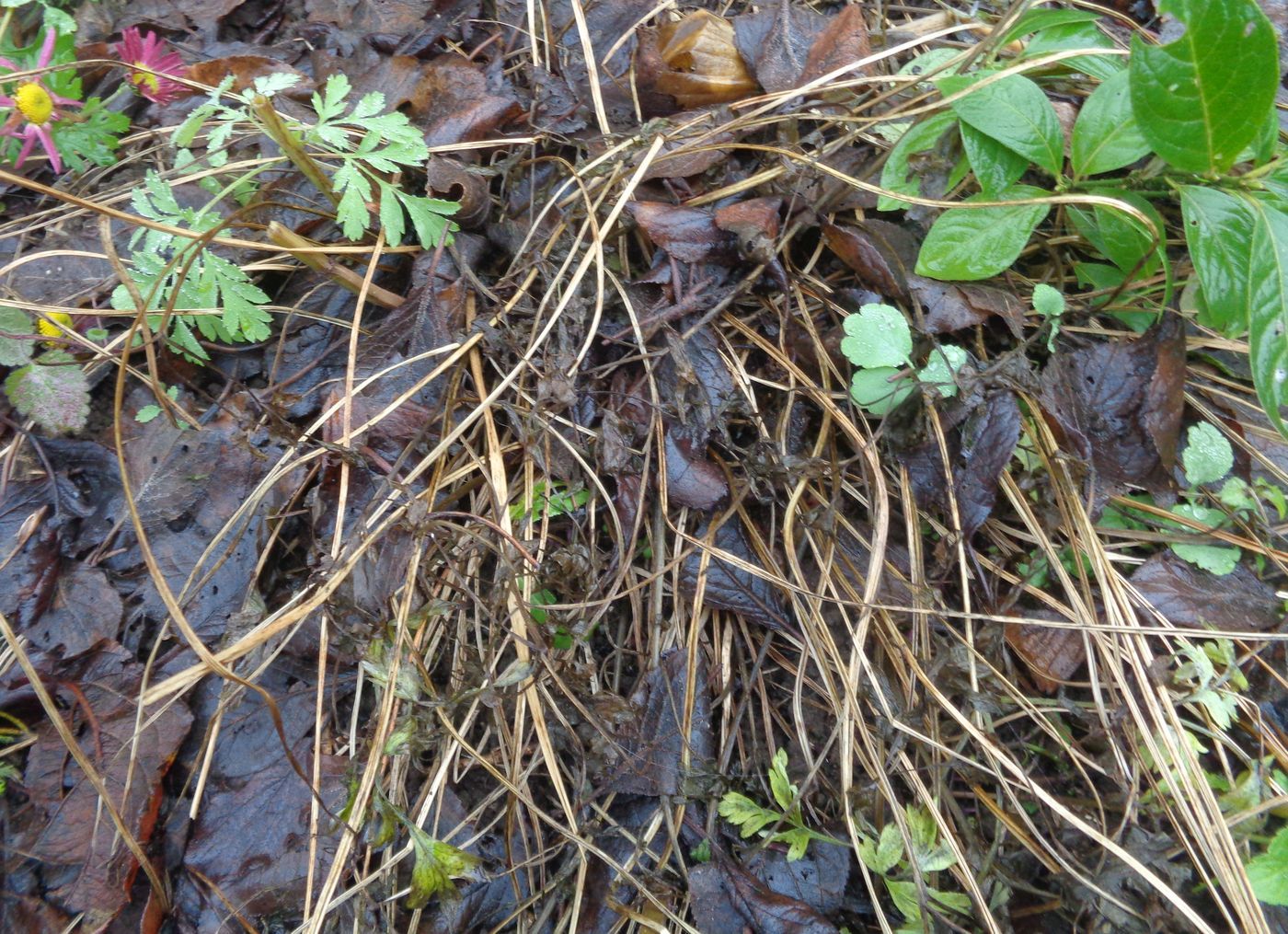 Image of Dicentra formosa specimen.
