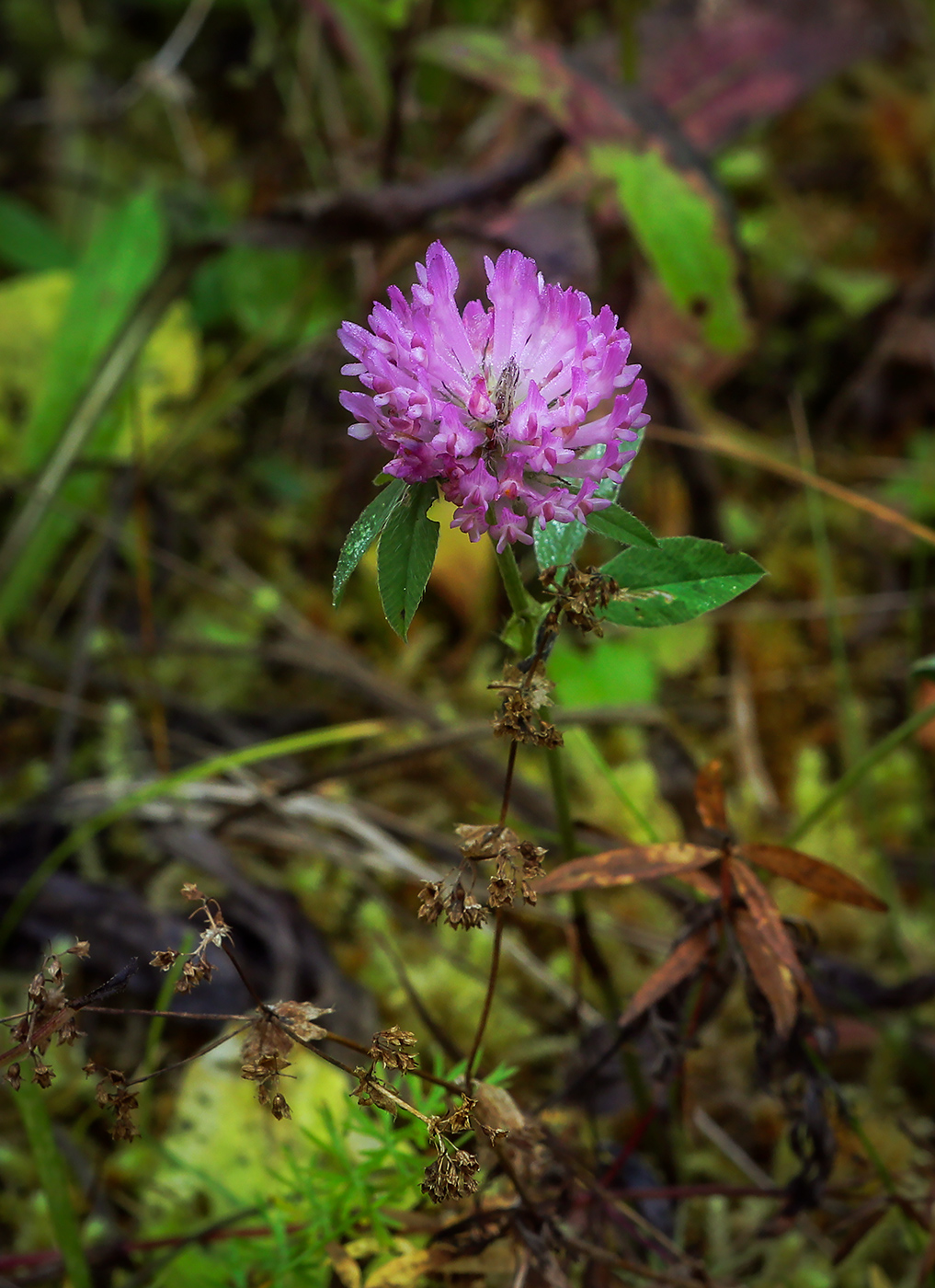 Изображение особи Trifolium medium.