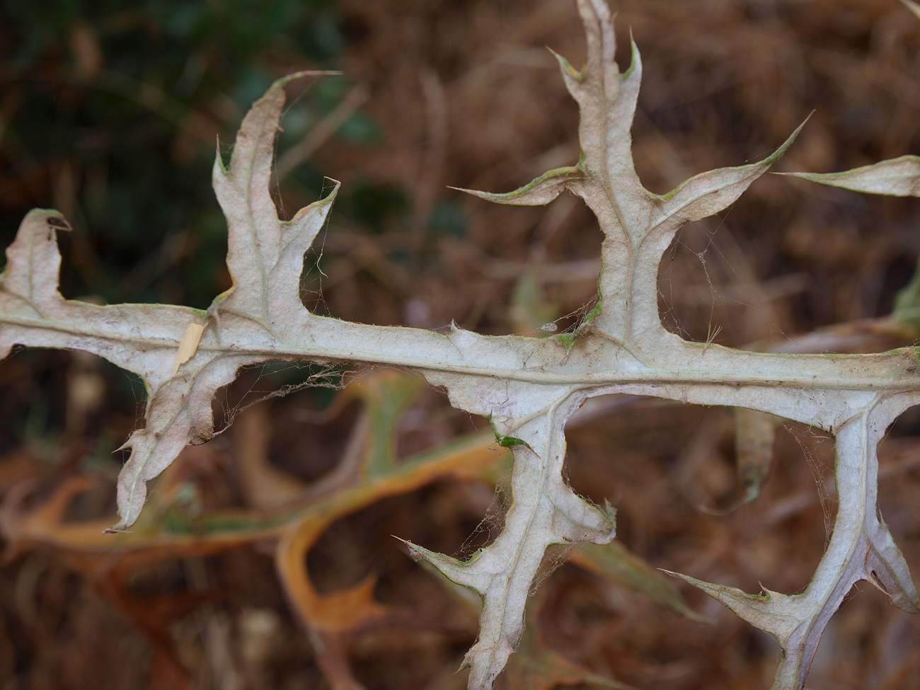 Image of Echinops spinosissimus ssp. bithynicus specimen.