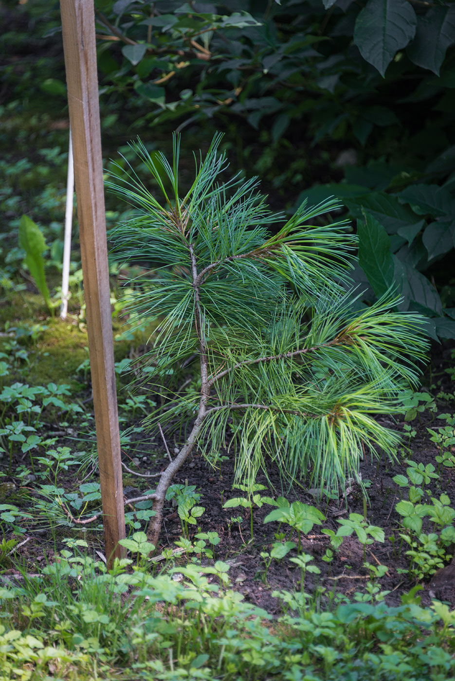 Изображение особи Pinus koraiensis.