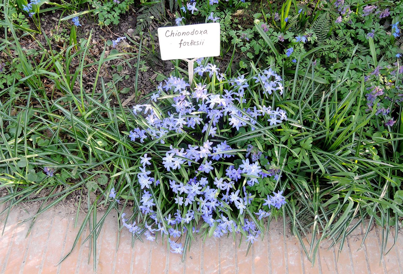 Image of Chionodoxa forbesii specimen.