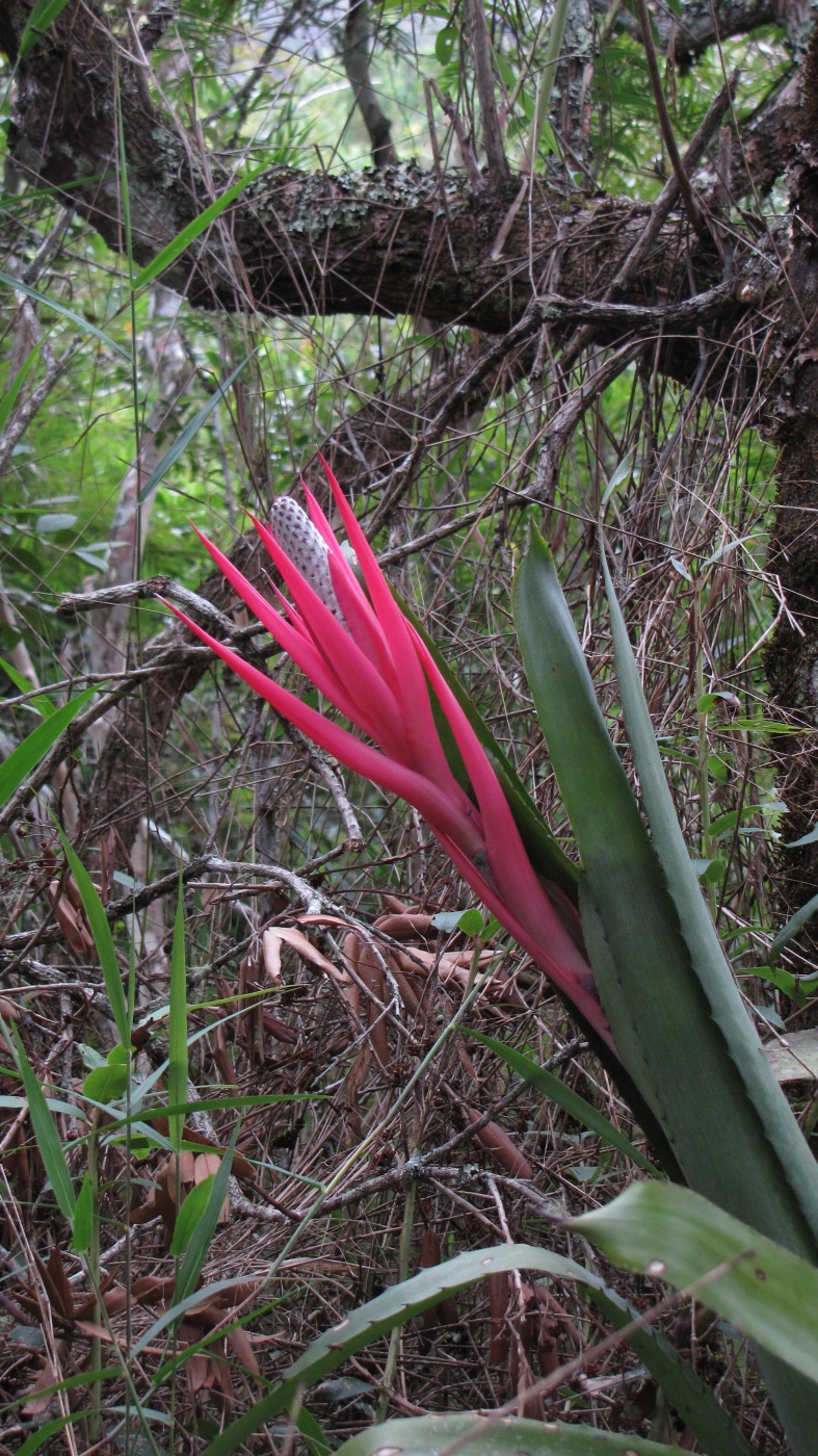 Изображение особи семейство Bromeliaceae.