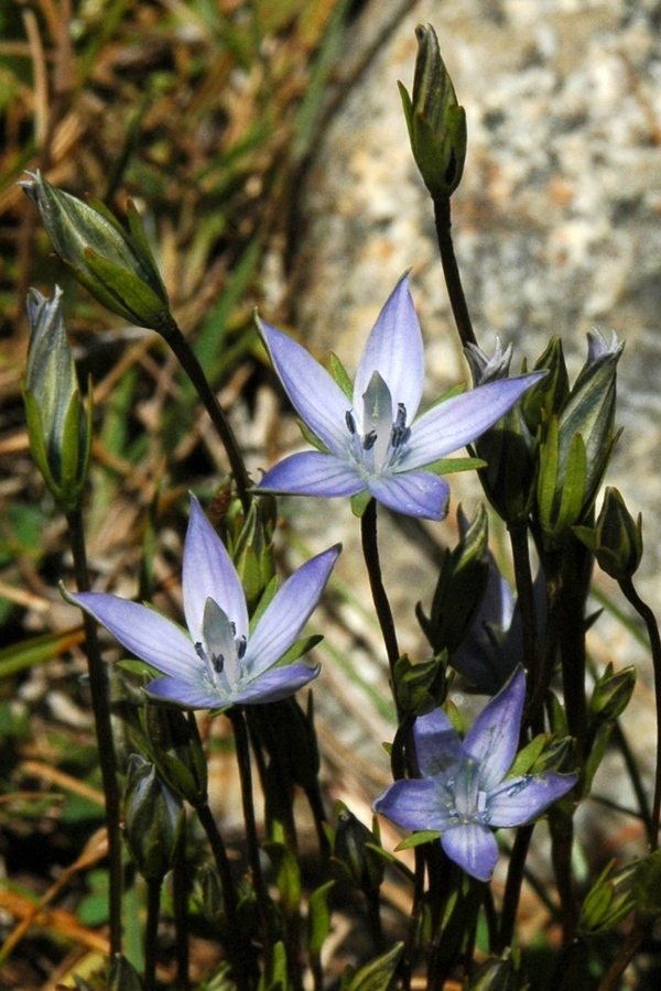 Изображение особи Lomatogonium carinthiacum.