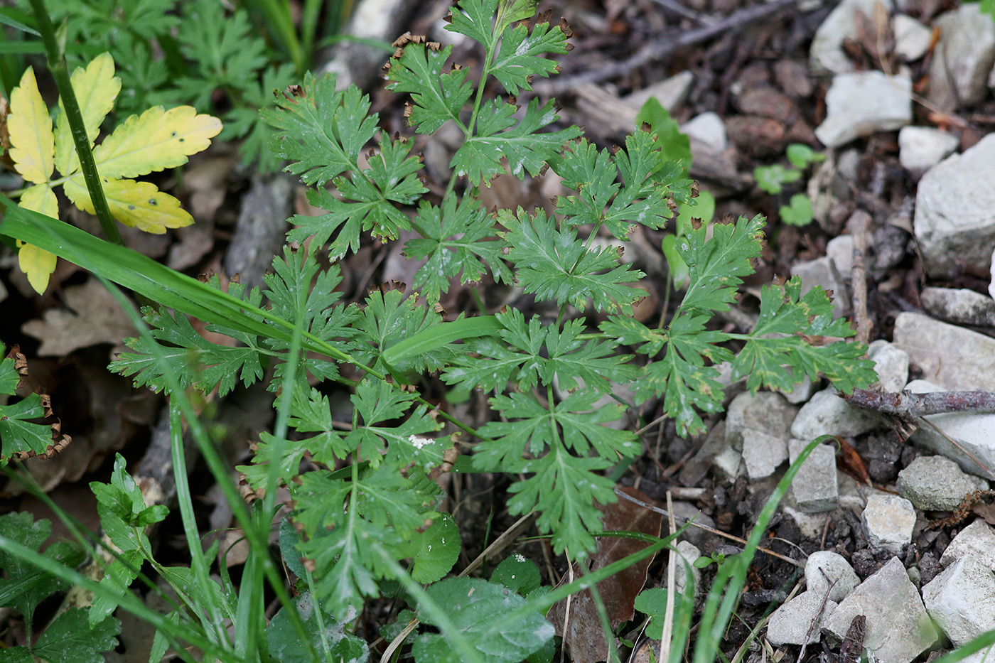 Image of Physospermum cornubiense specimen.