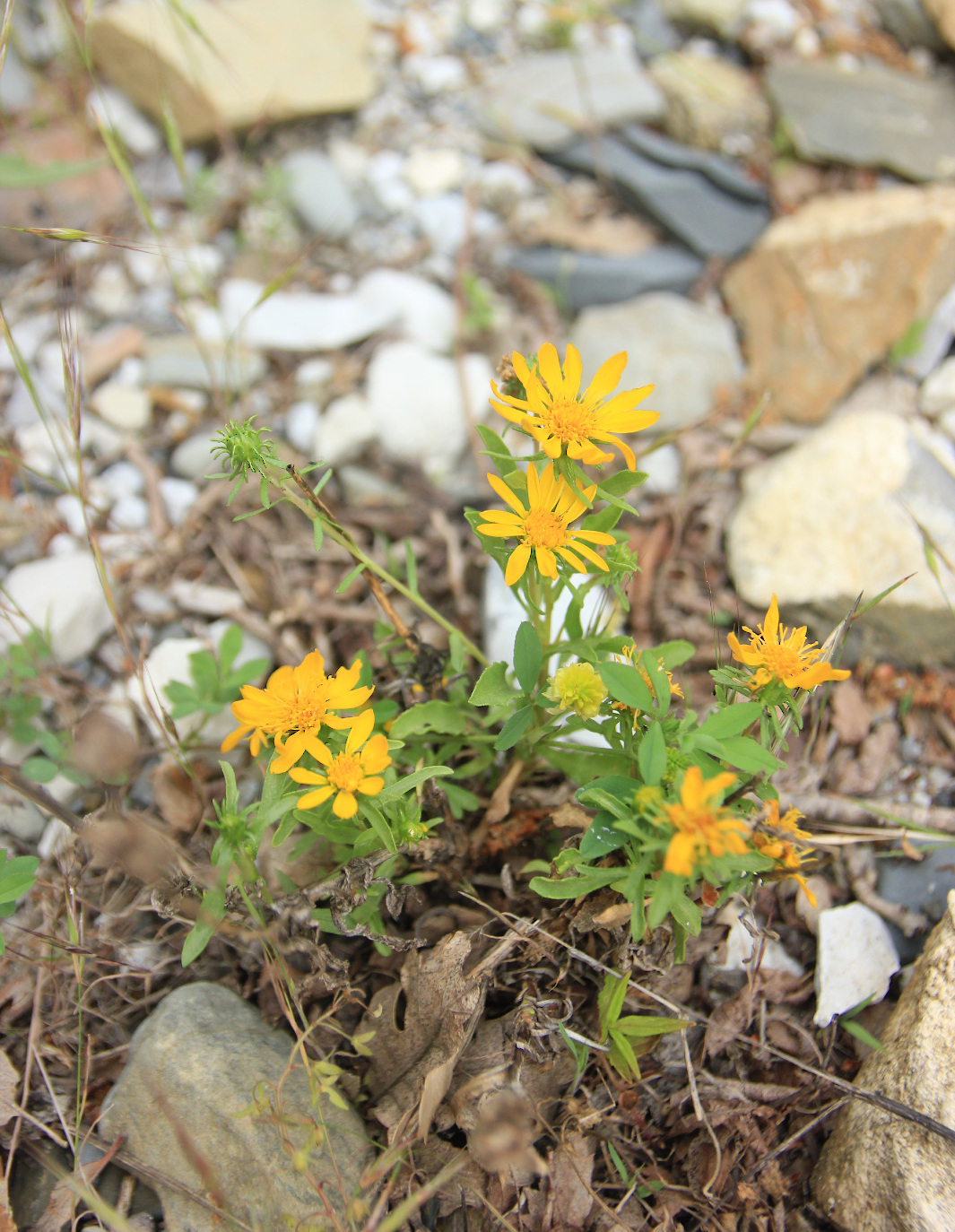 Image of Grindelia squarrosa specimen.