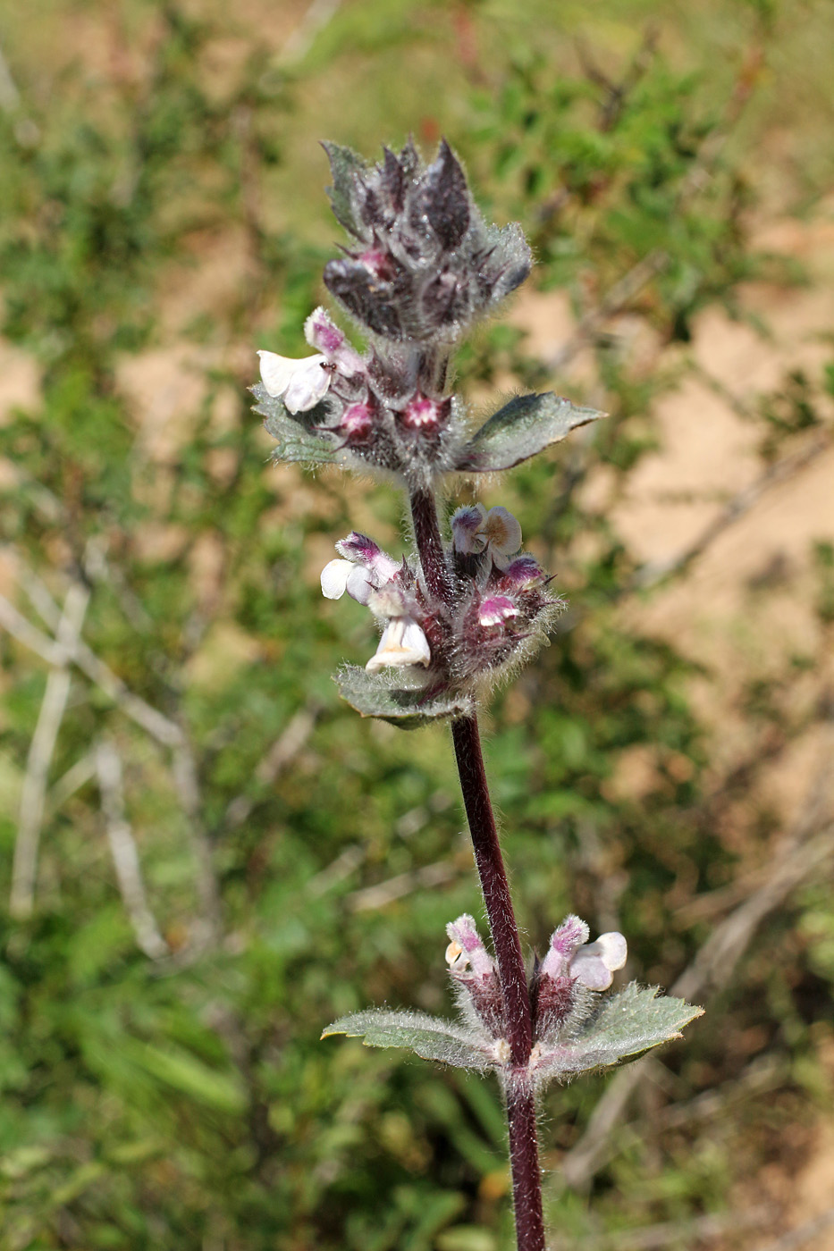 Изображение особи Phlomoides angreni.