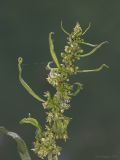 Rumex maritimus
