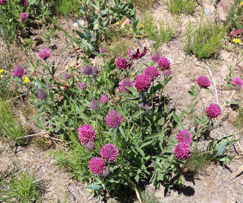 Изображение особи Trifolium alpestre.