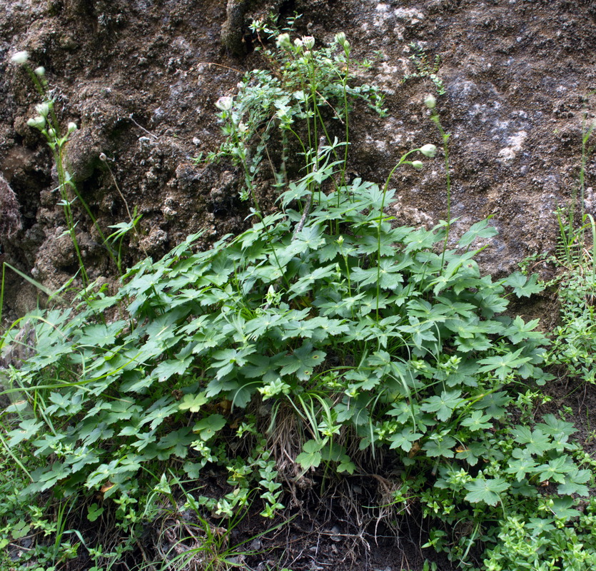 Image of Astrantia trifida specimen.