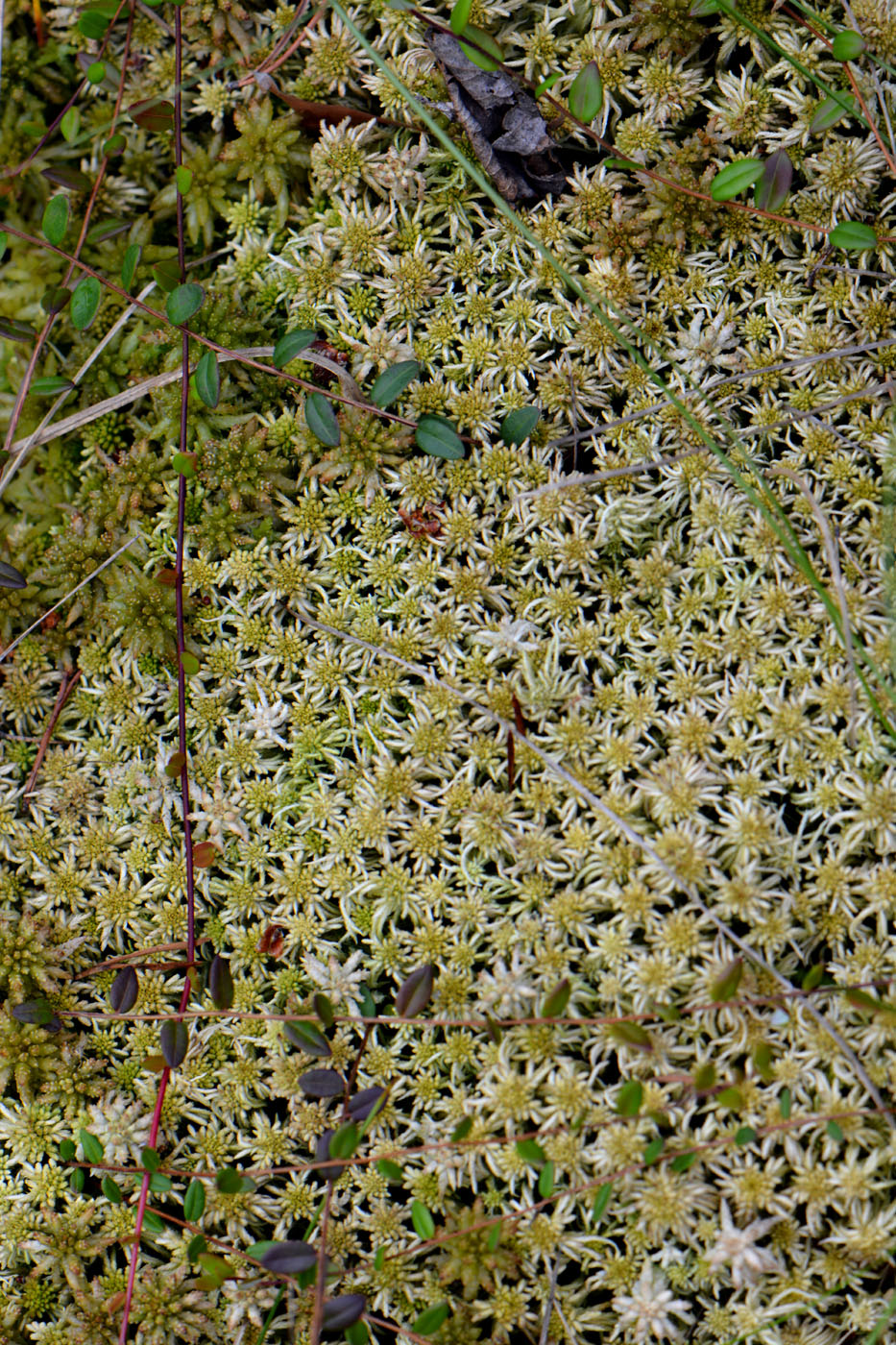 Изображение особи Sphagnum angustifolium.