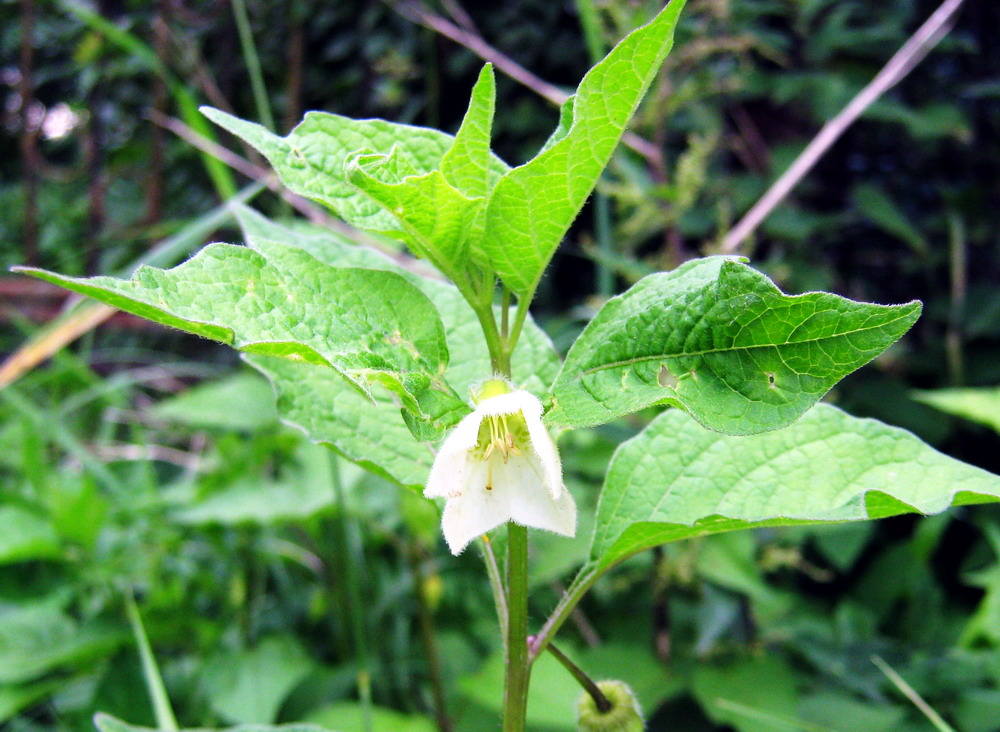 Image of Alkekengi officinarum specimen.