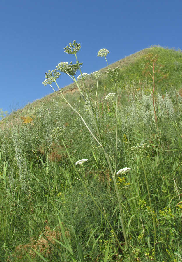 Image of Seseli libanotis specimen.