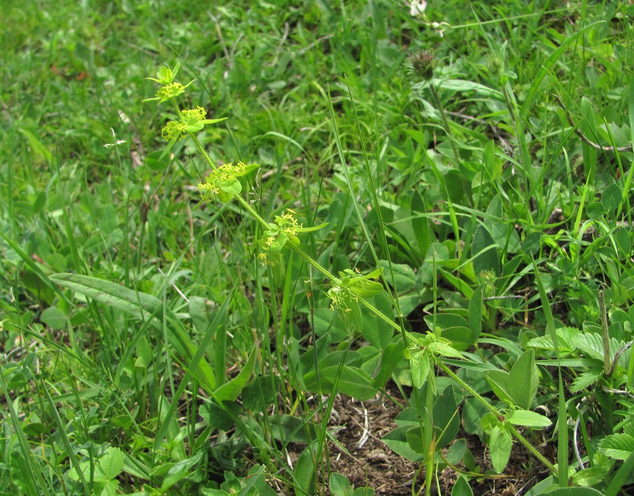 Image of Cruciata laevipes specimen.