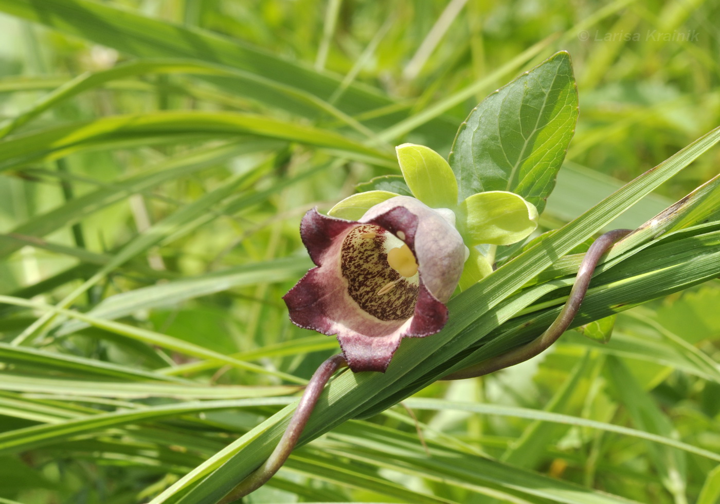 Изображение особи Codonopsis ussuriensis.